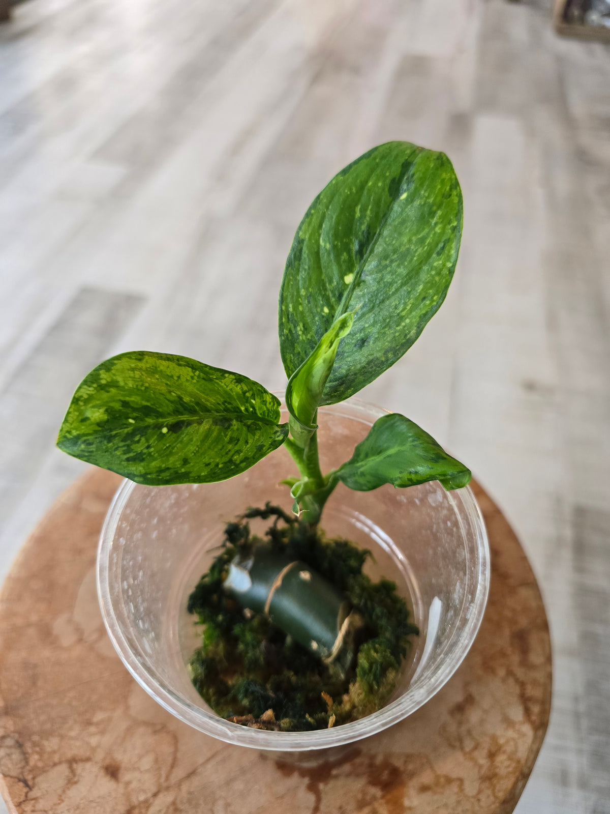 Dieffenbachia Crocodile (JP)