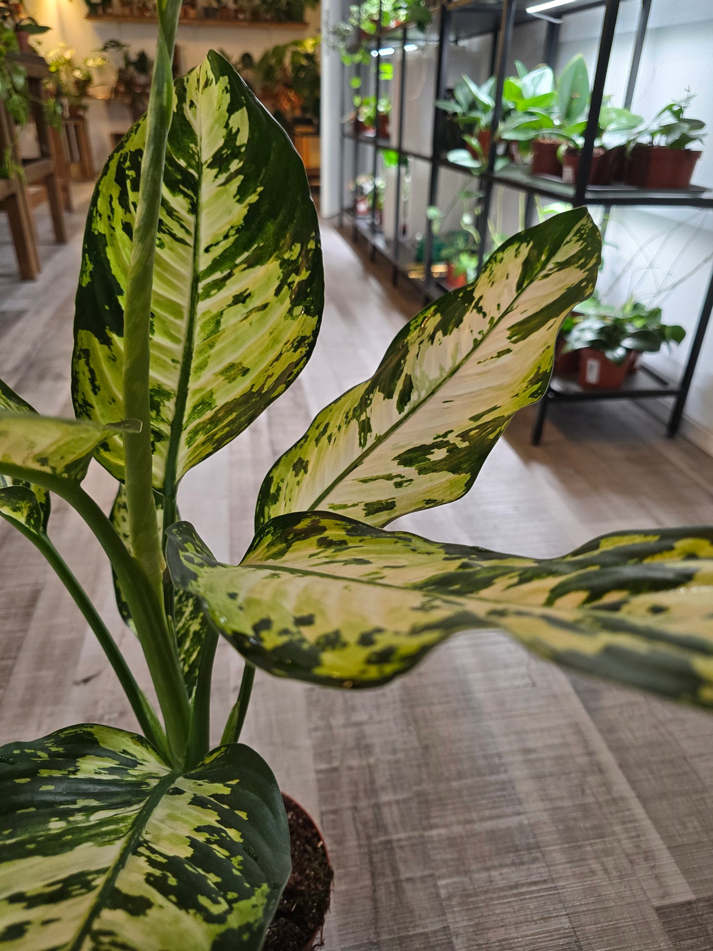 Dieffenbachia 'Yellow Star'