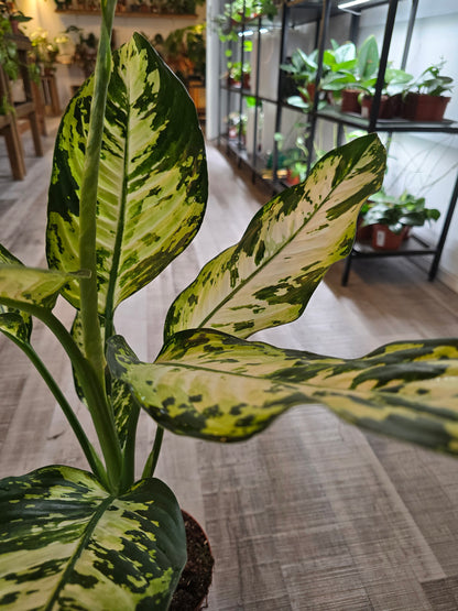 Dieffenbachia 'Yellow Star'