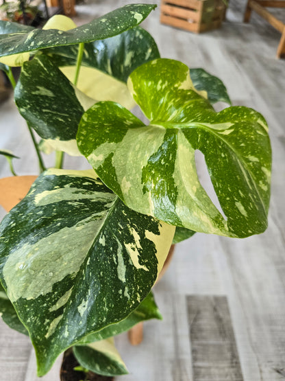 Monstera Thai Constellation