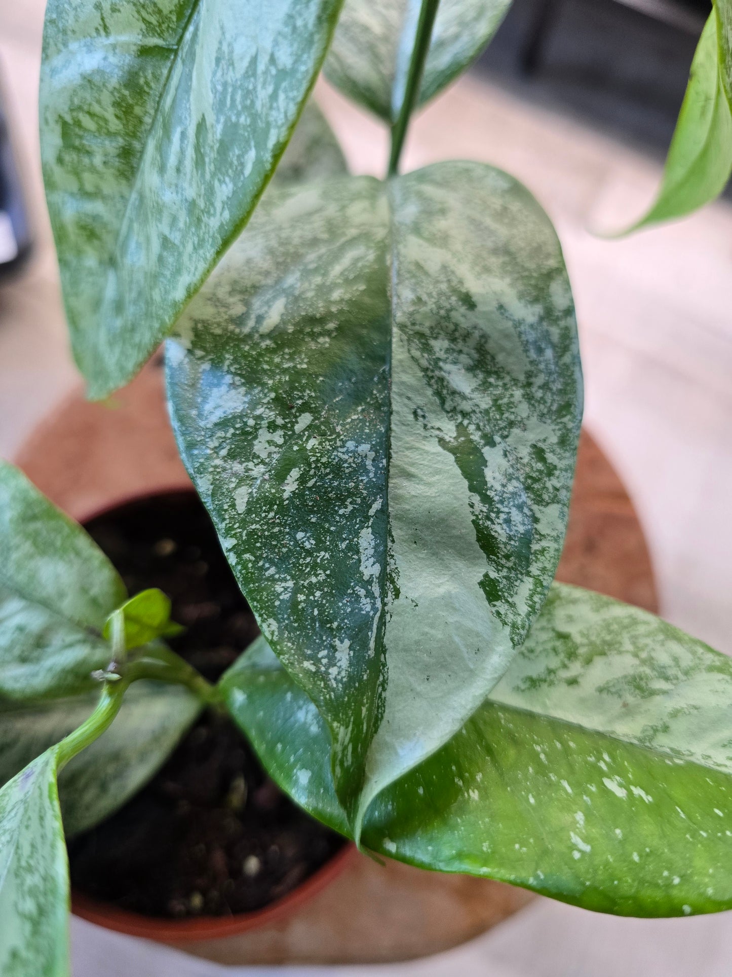 Hoya coriacea silver