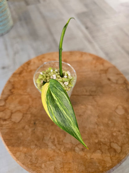 Epipremnum Amplissimum aurea variegata (RC)