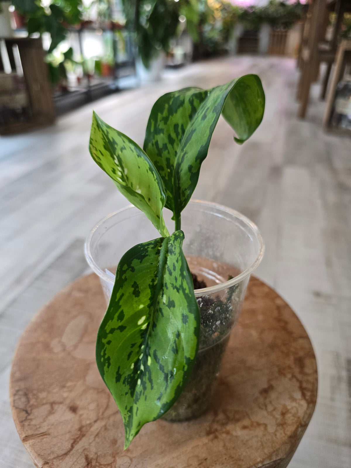 Dieffenbachia Crocodile (JP)