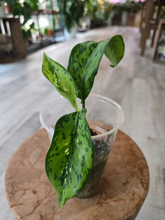 Dieffenbachia Crocodile (JP)