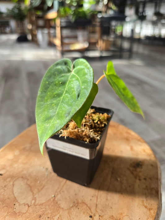 Anthurium Papillilaminum x Silver Blush Mint (LS 9)