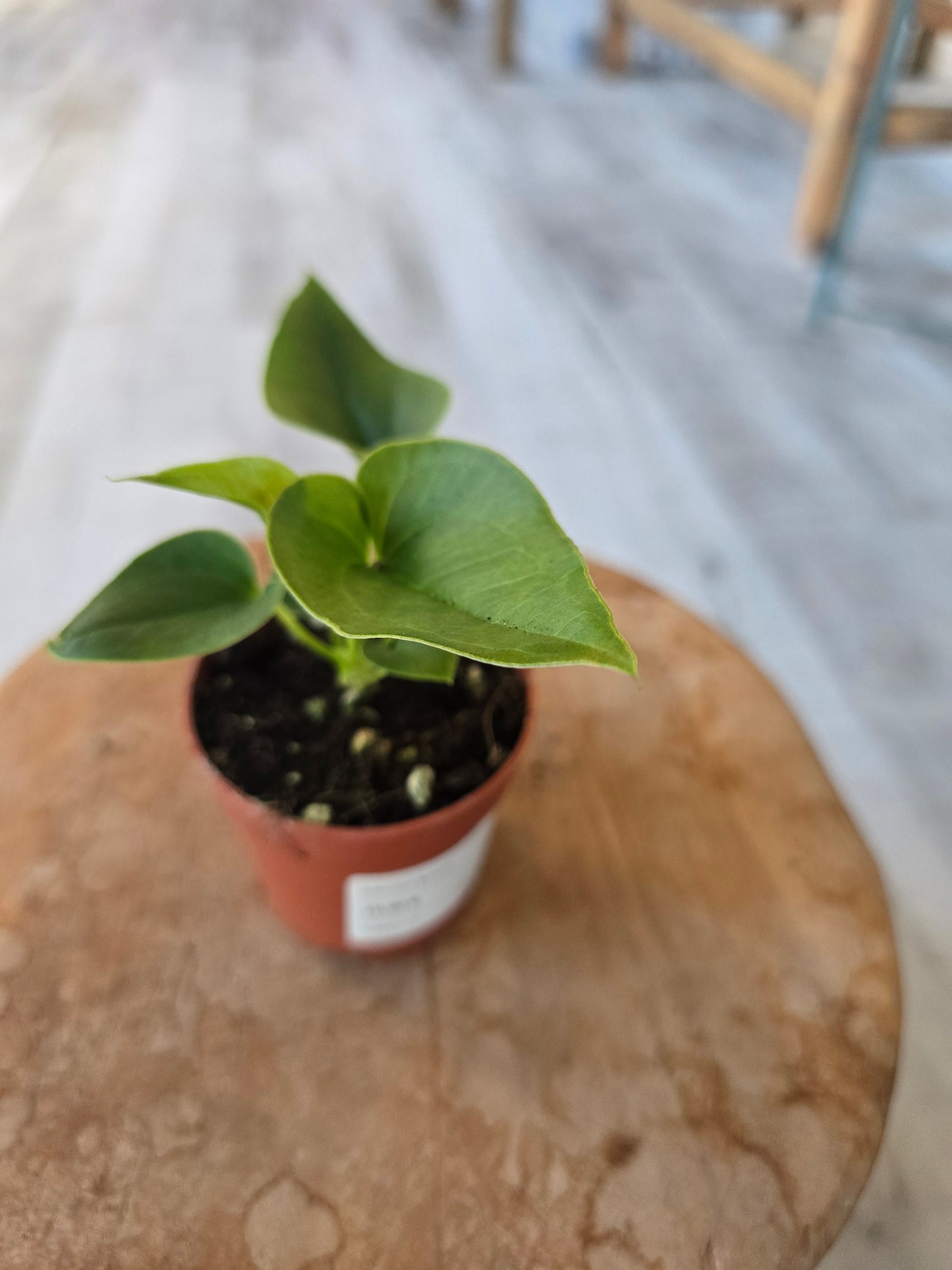 Anthurium Brownii