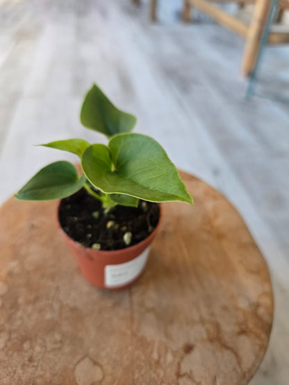 Anthurium Brownii