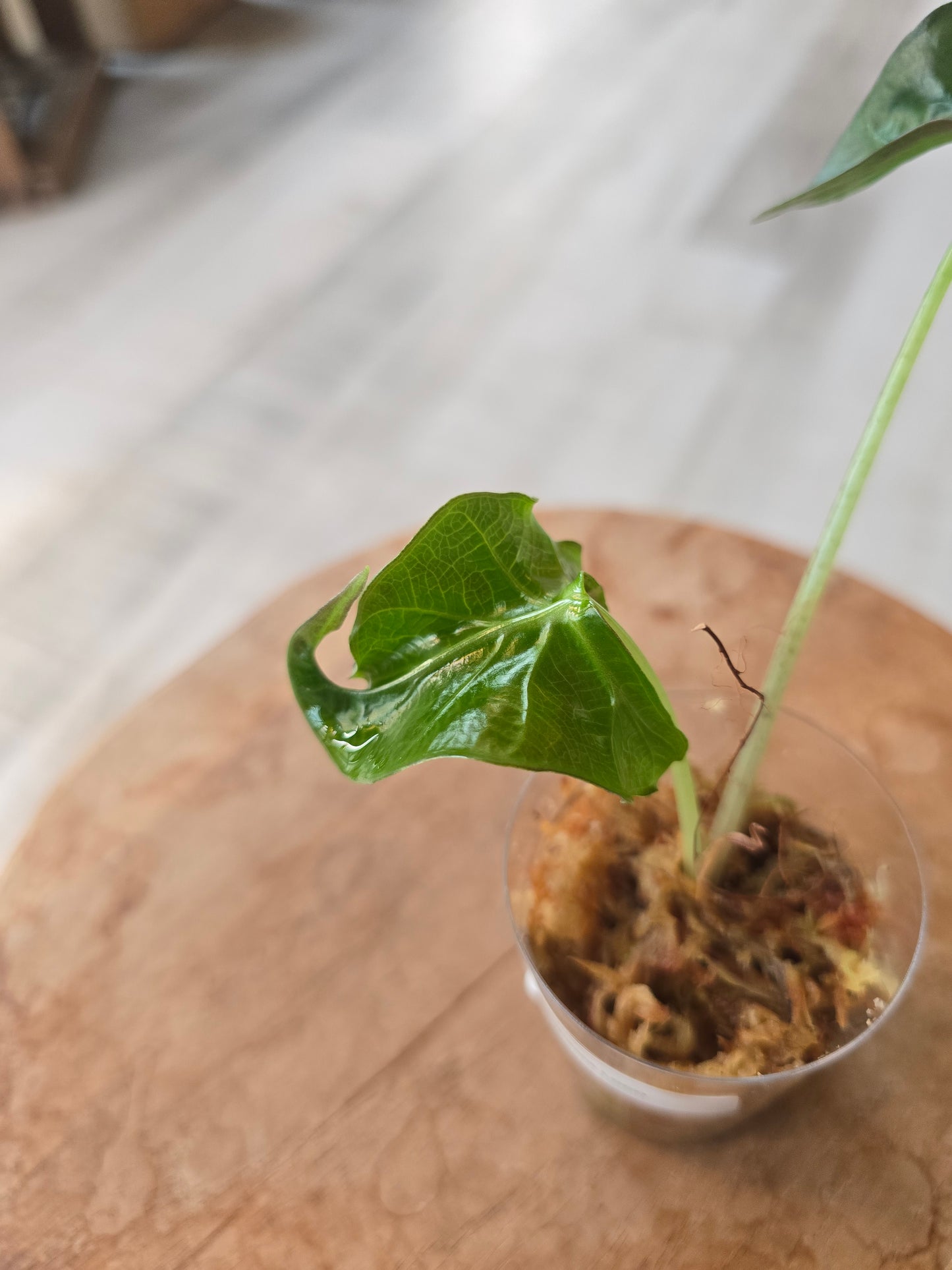Alocasia Loco (JP1)