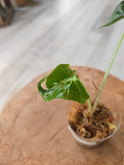 Alocasia Loco (JP1)