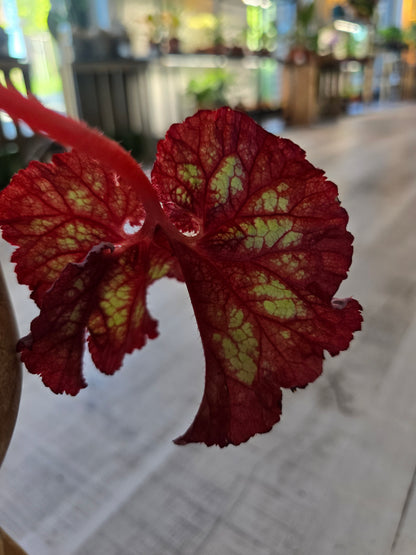 Begonia Pink Panther