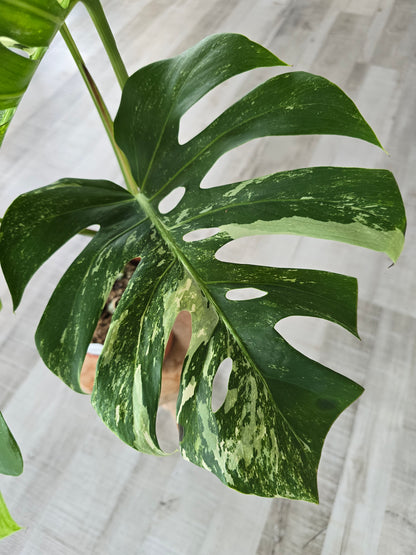 Monstera deliciosa variegata