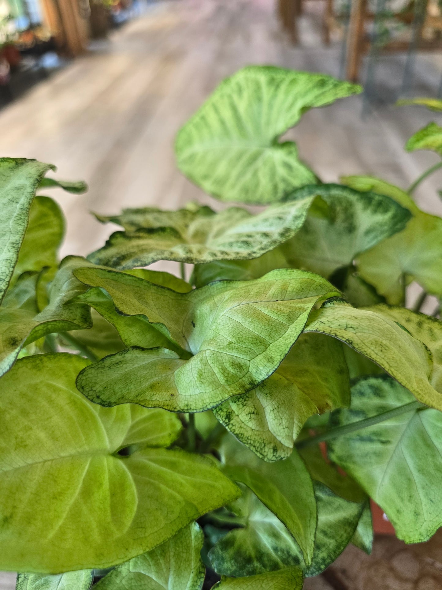Syngonium White Butterfly