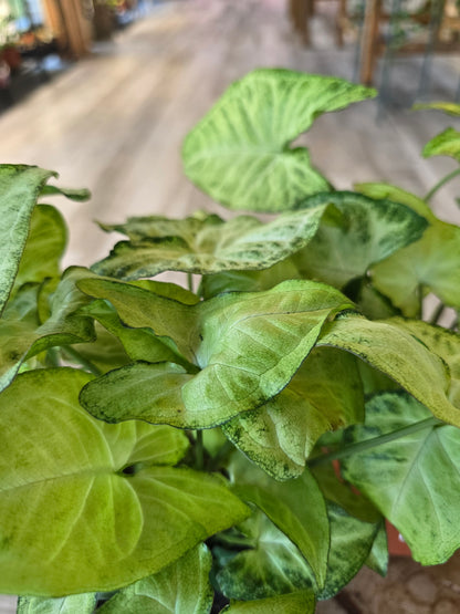 Syngonium White Butterfly