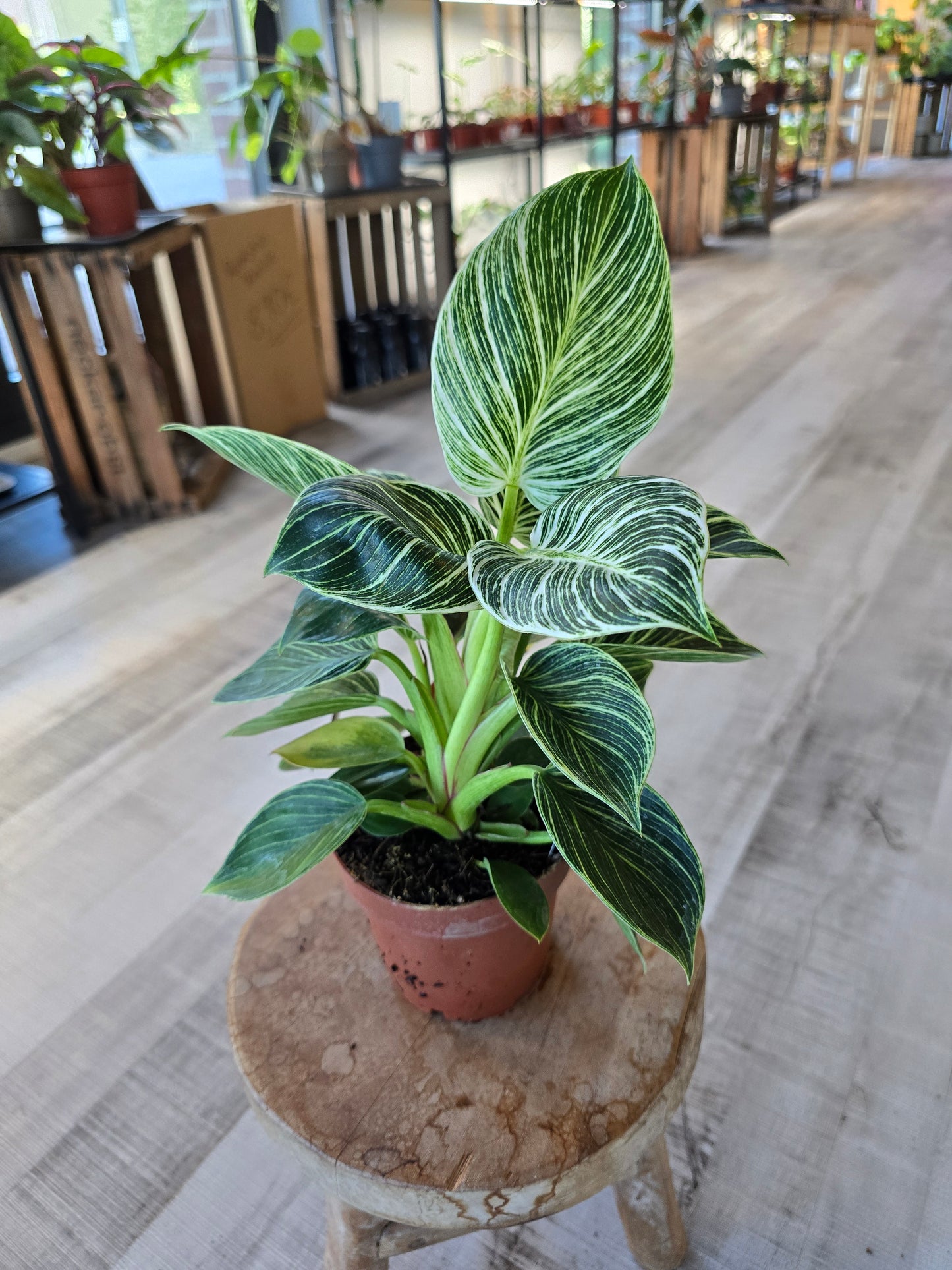 Philodendron Birkin
