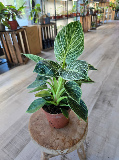Philodendron Birkin
