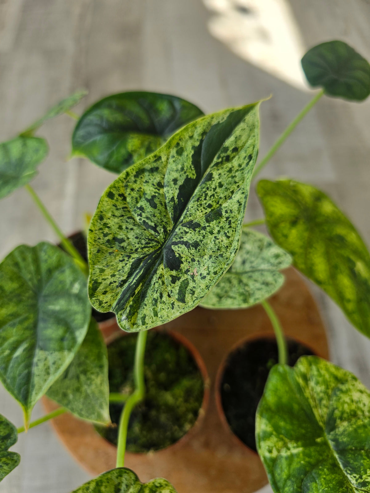 Alocasia 'Dragon Scale Mint Variegata'