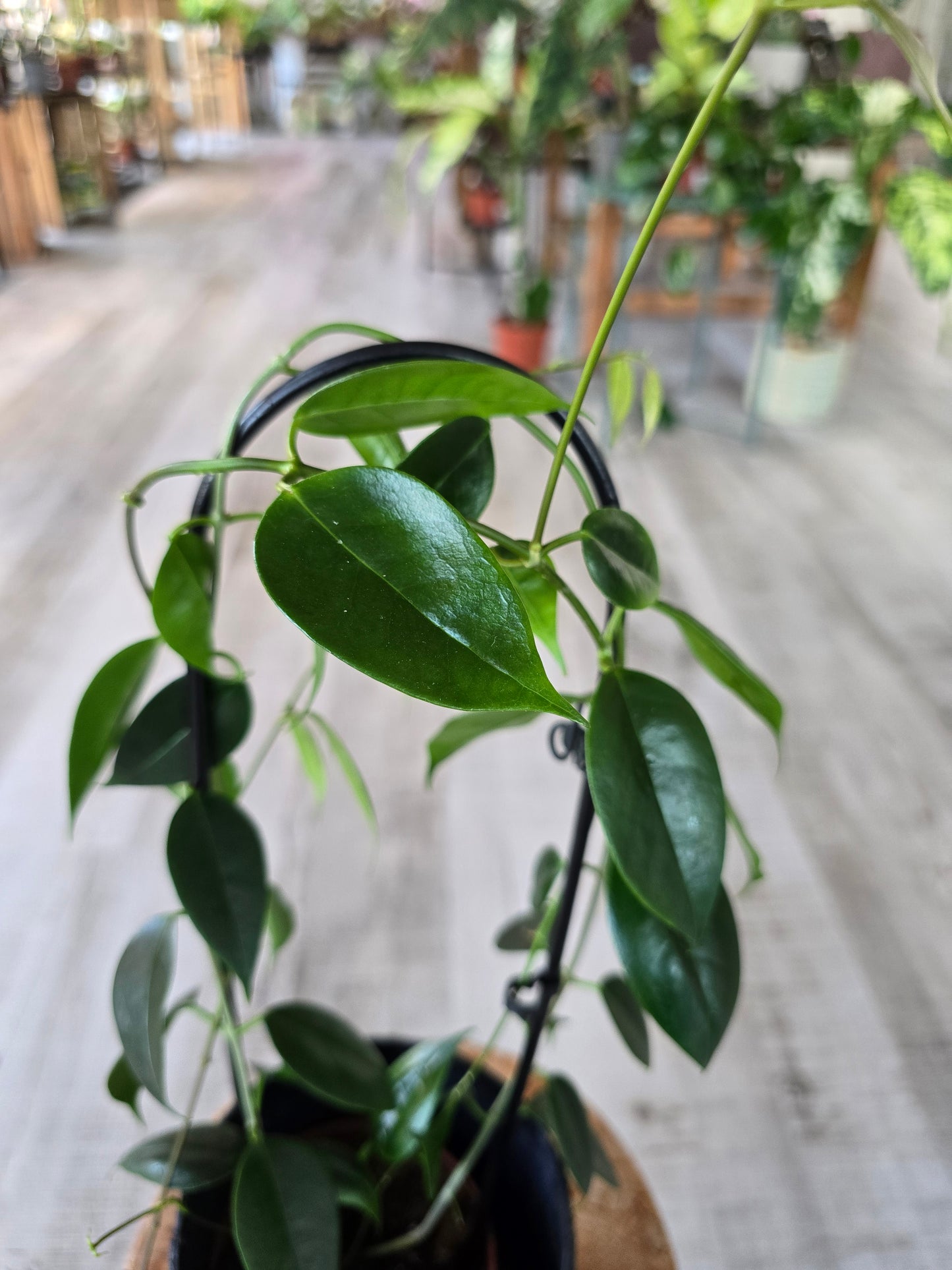 Hoya Paziae