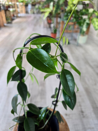 Hoya Paziae