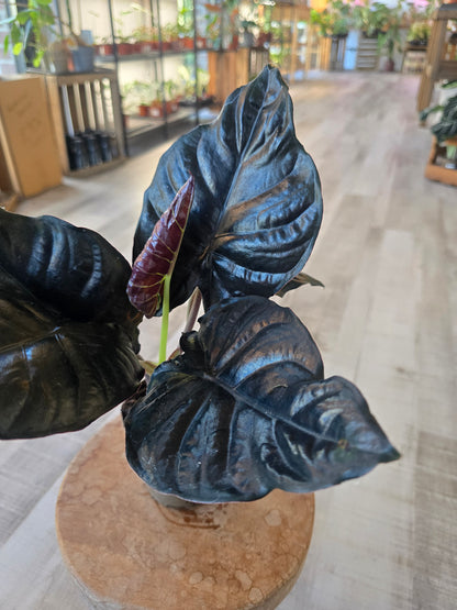 Alocasia infernalis 'Black Magic'
