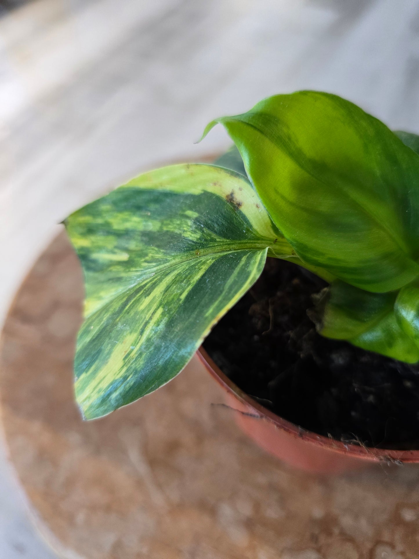Musa Aurea