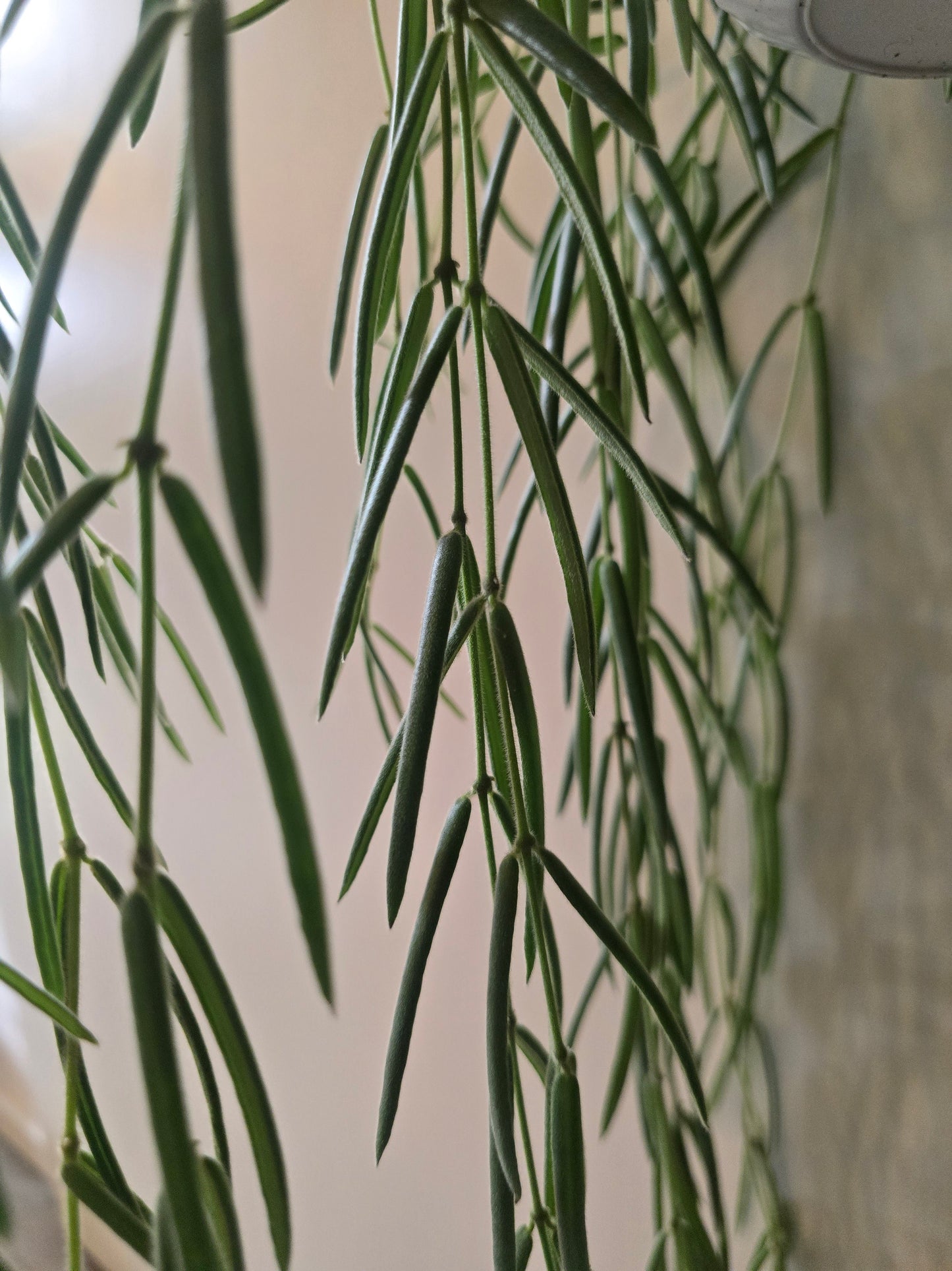 Hoya Linearis