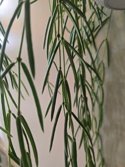 Hoya Linearis