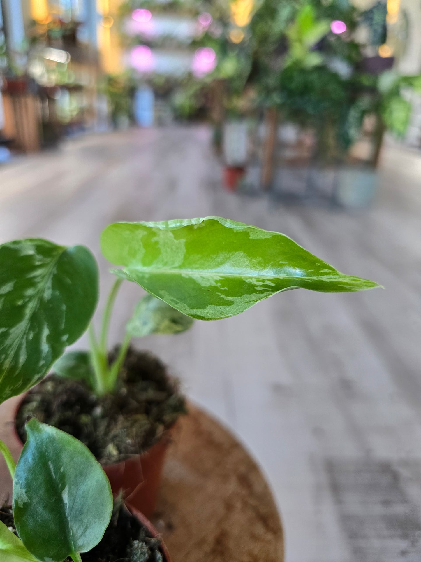 Monstera Bulbasaur