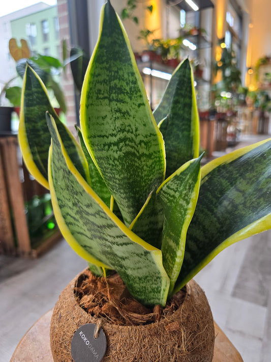 Sansevieria trifasciata