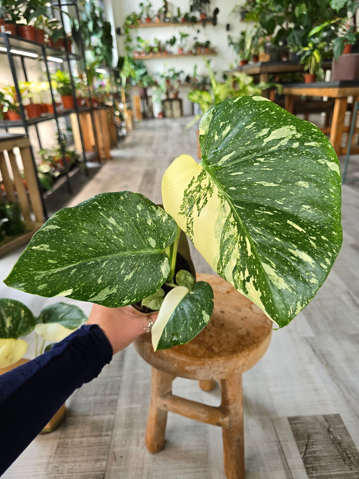Monstera Thai Constellation