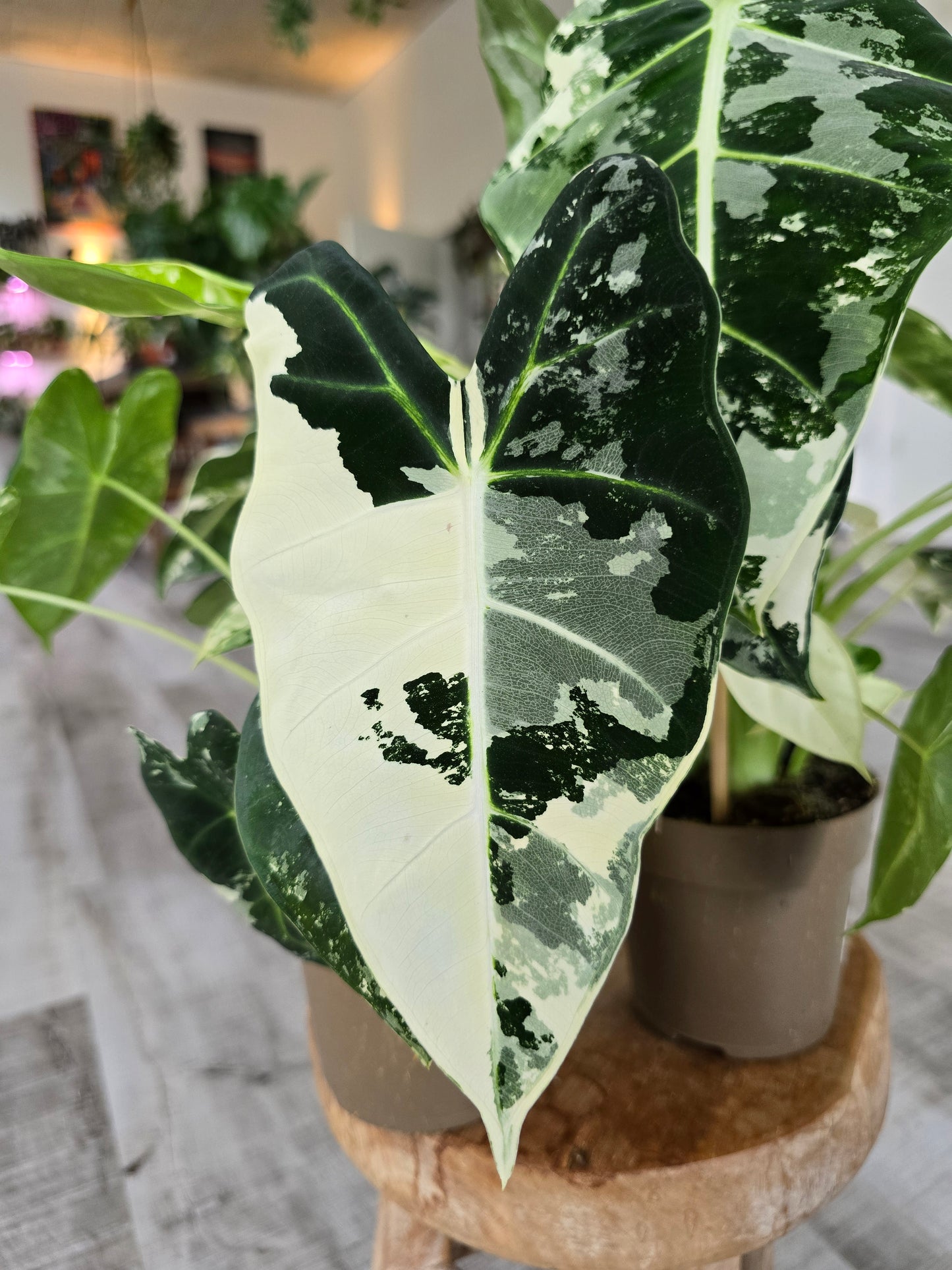 Alocasia Micholitziana 'Frydek variegata'