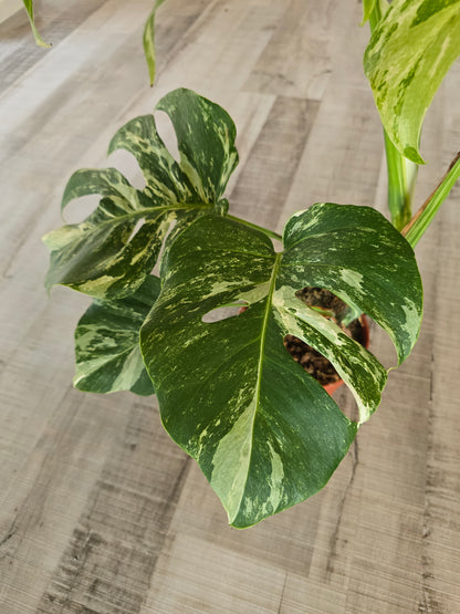 Monstera deliciosa variegata (2)