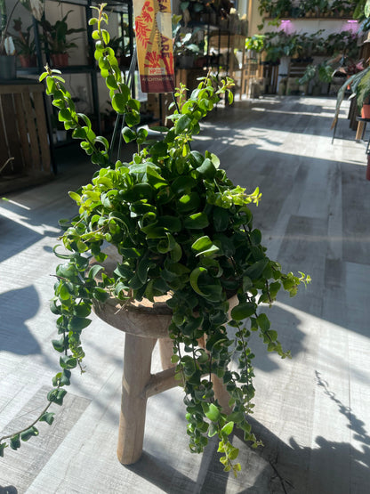Aeschynanthus Rasta