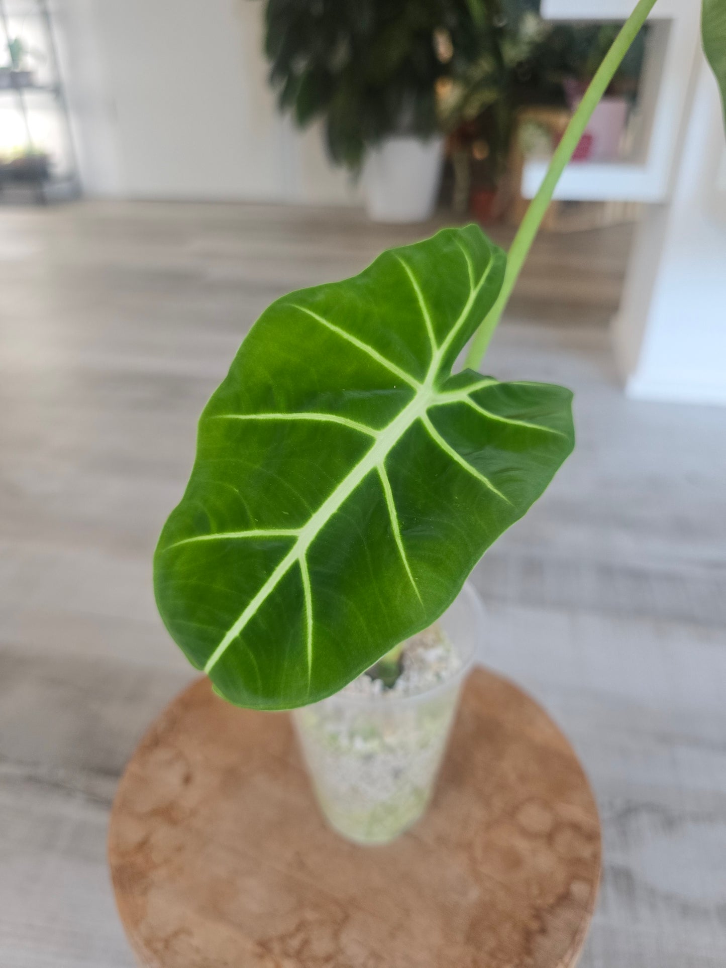 Alocasia Frydek (JP)