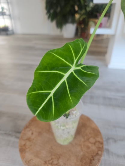 Alocasia Frydek (JP)