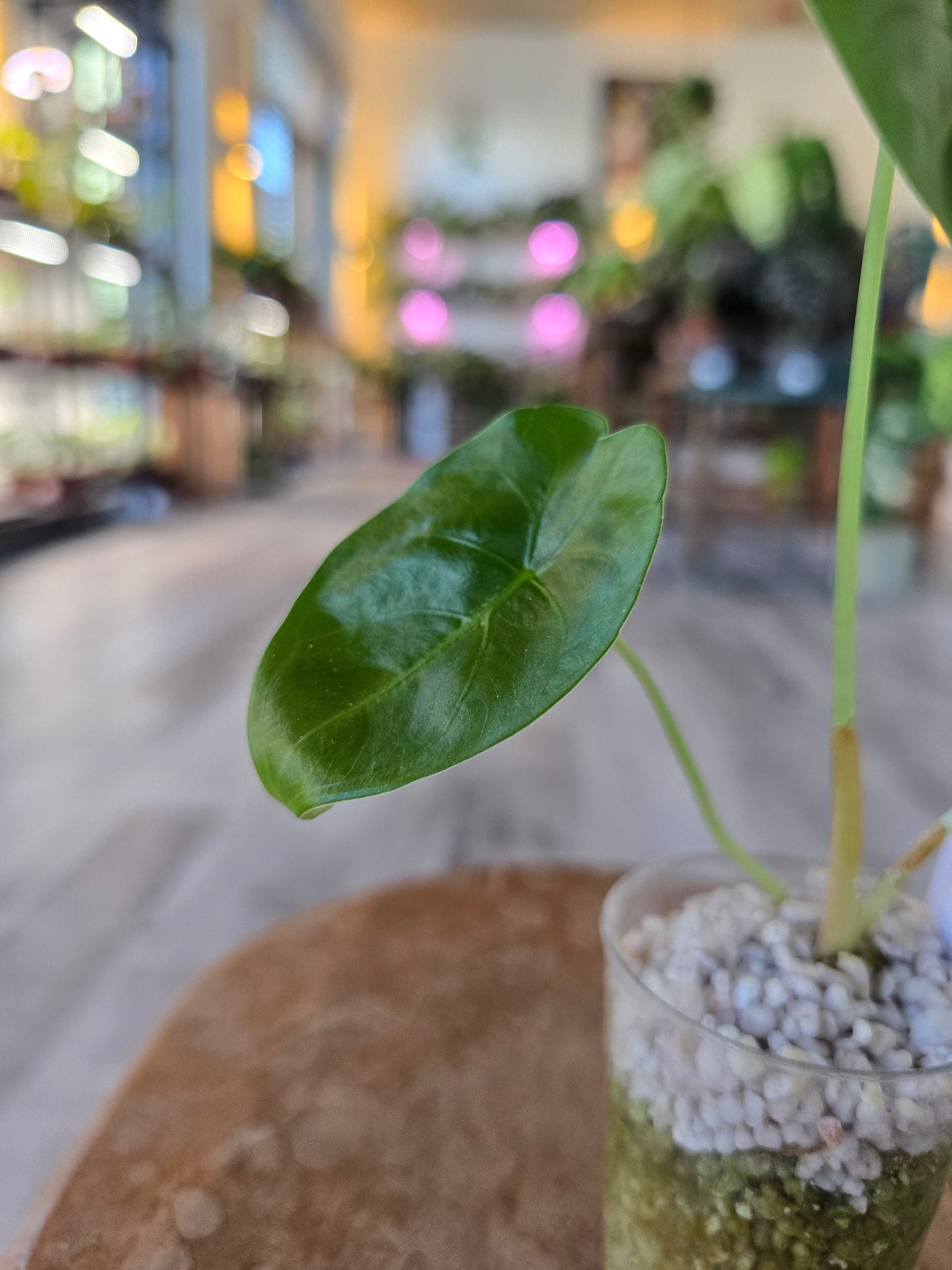 Alocasia Golden Bone (JP)