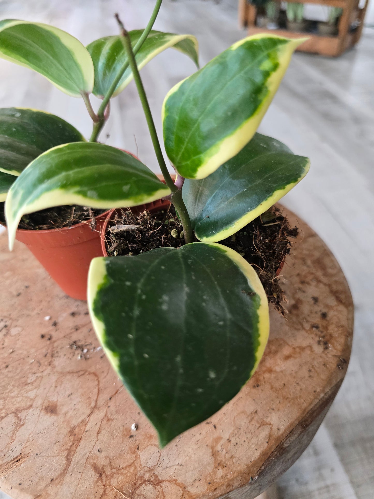 Hoya latifolia albomarginata 'Round leaf'