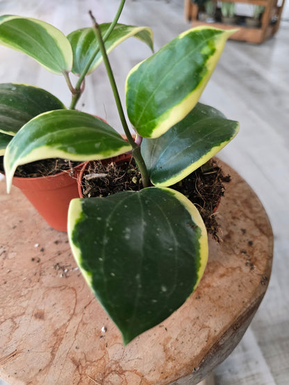 Hoya latifolia albomarginata 'Round leaf'