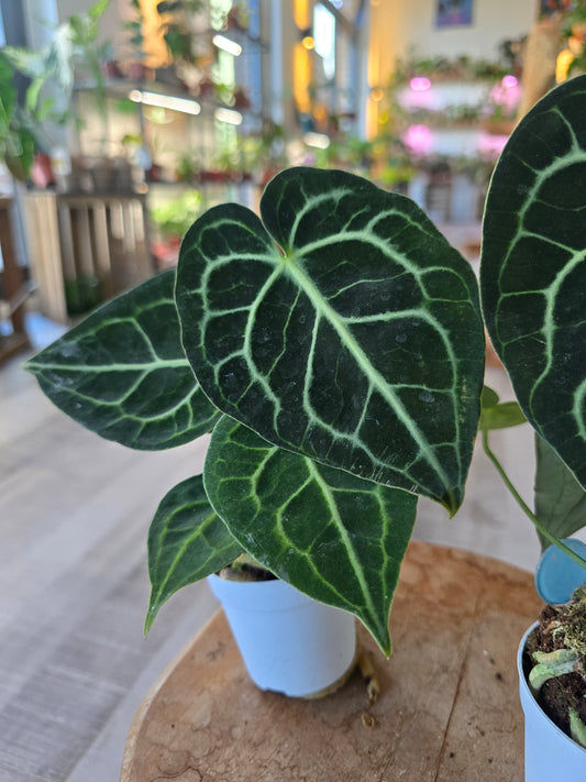 Anthurium clarinervium