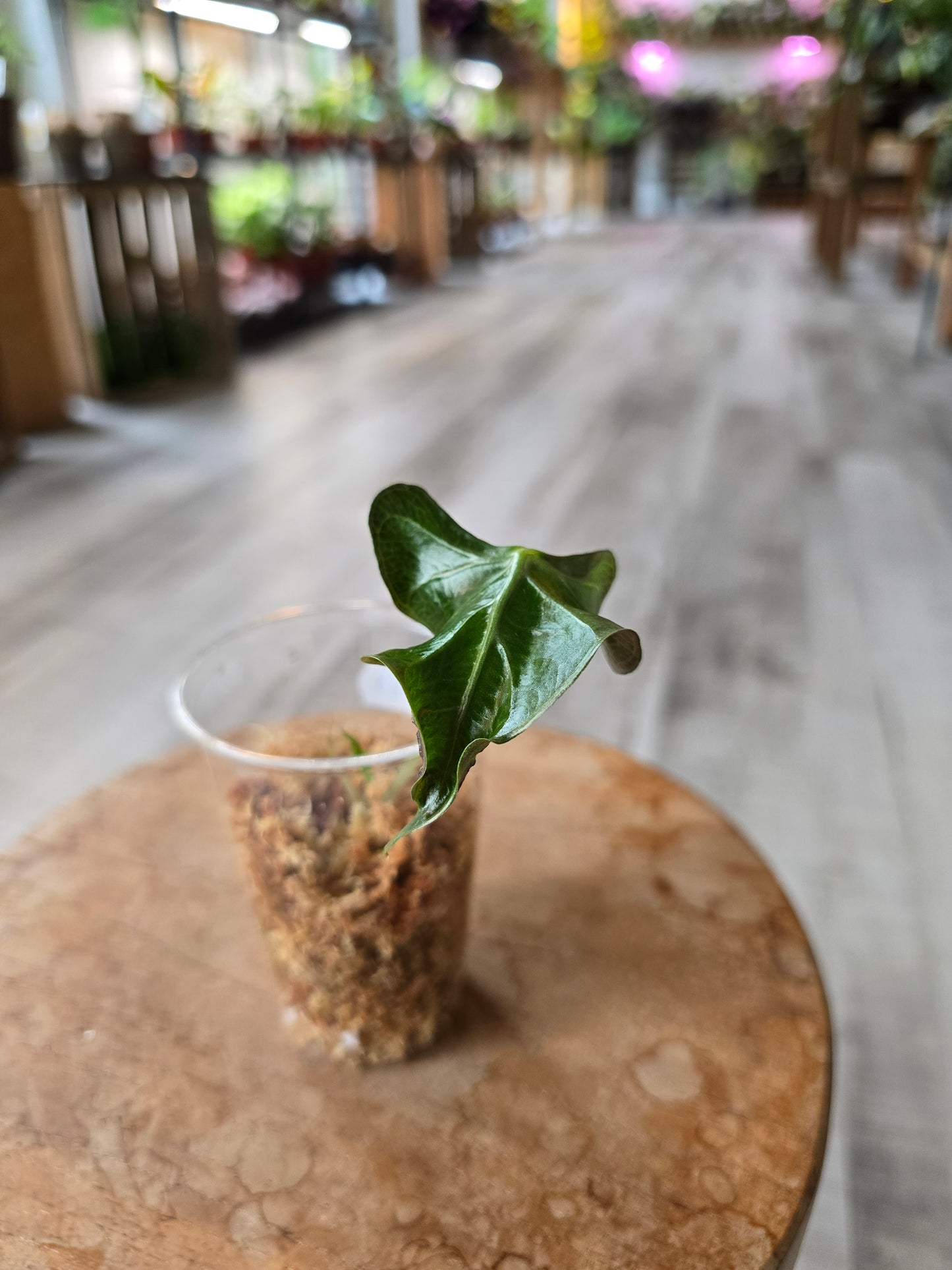 Alocasia Loco (JP1)