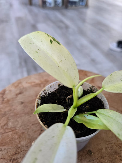 Philodendron Whipple Way