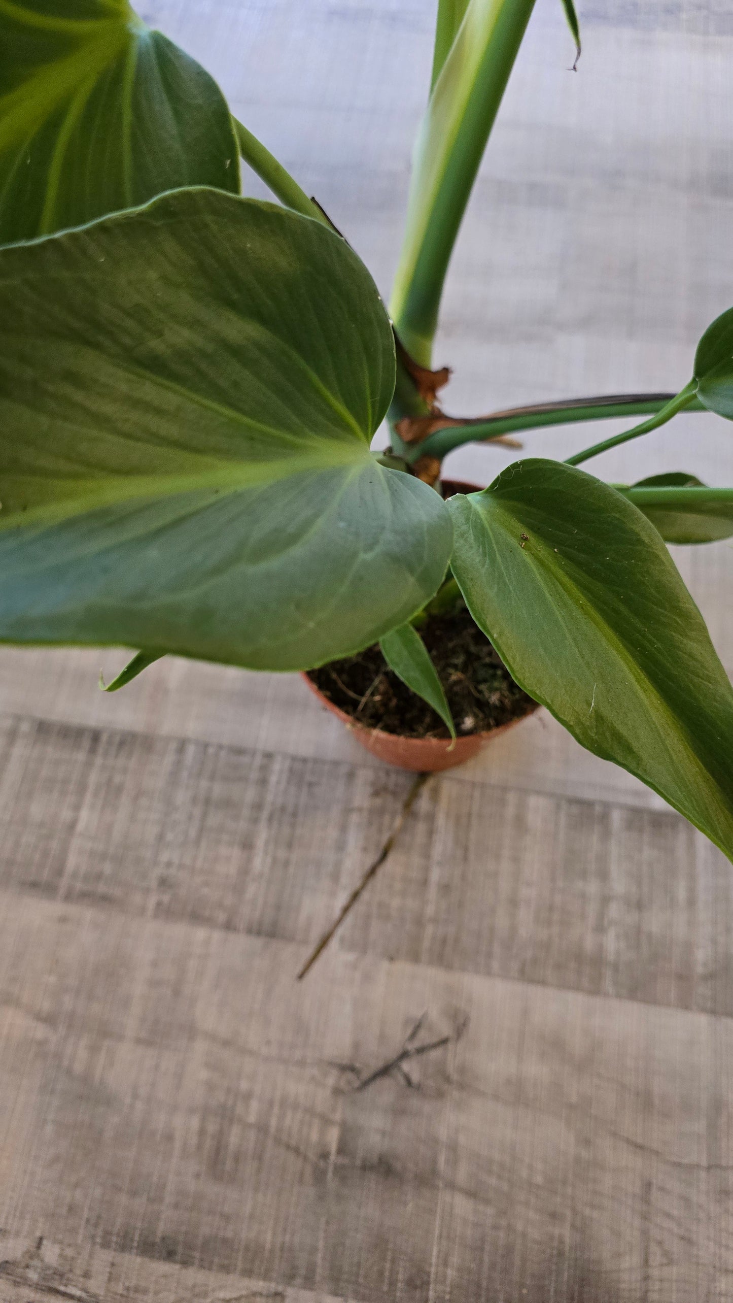 Monstera Burle Marx Flame