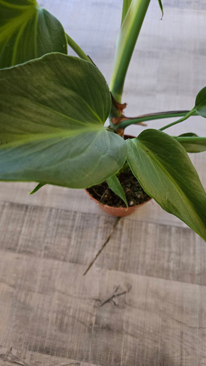 Monstera Burle Marx Flame
