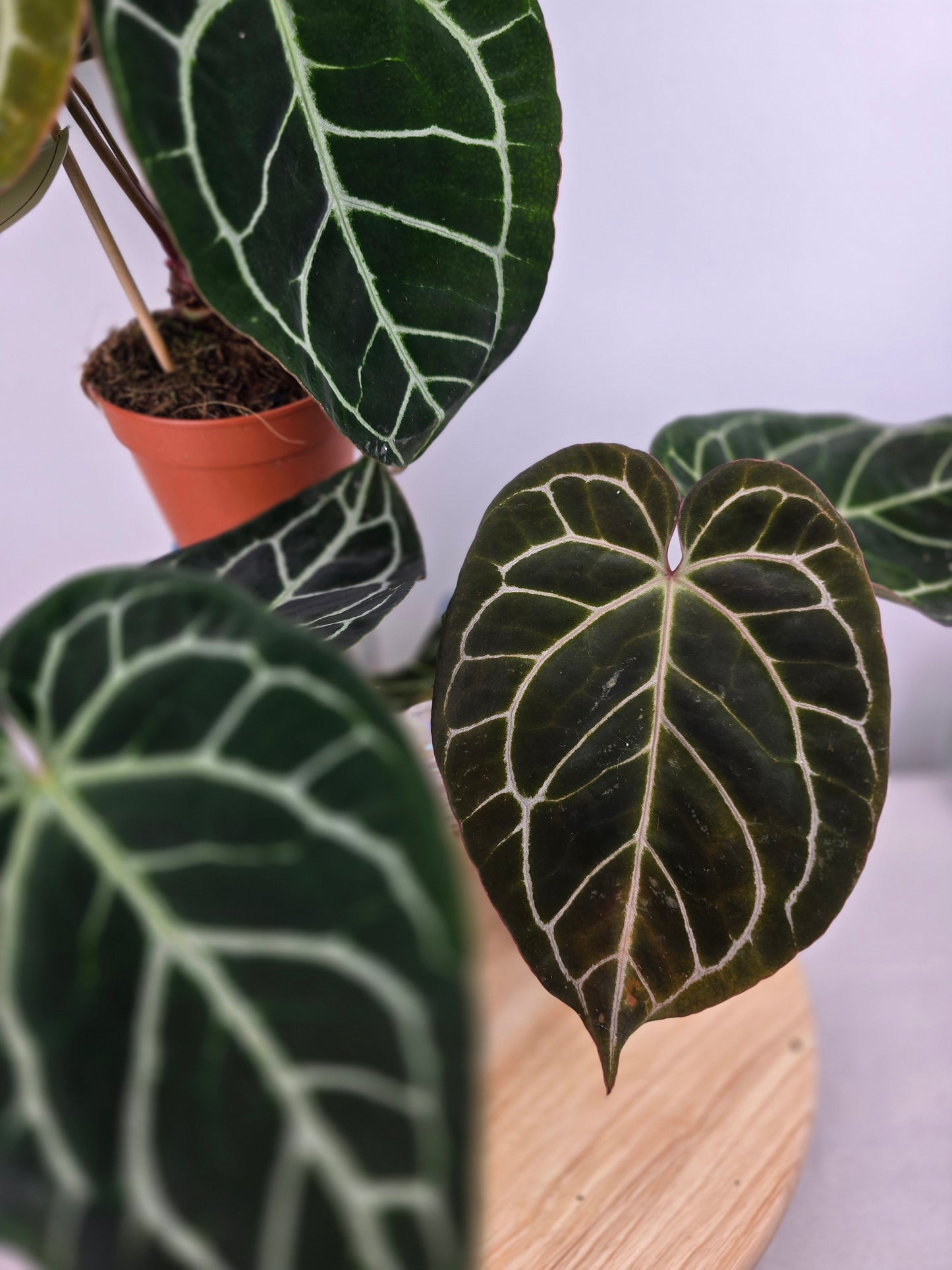 Anthurium Crystallinum