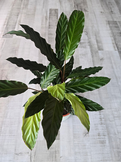 Calathea rufibarba