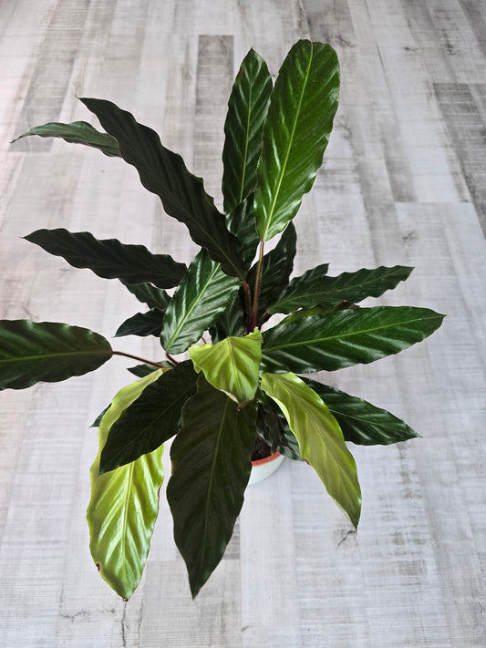 Calathea rufibarba
