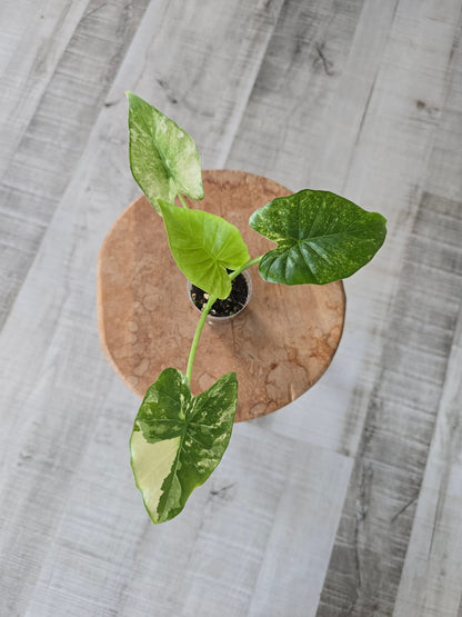 Alocasia Gageana albo/mint (JP)