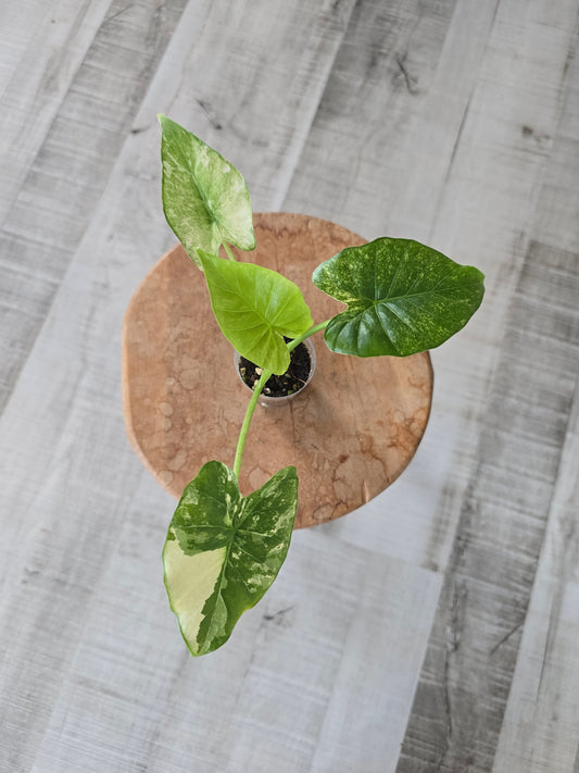 Alocasia Gageana albo/mint (JP)