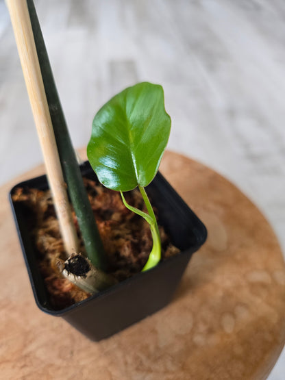 Philodendron Mayoi (JP)