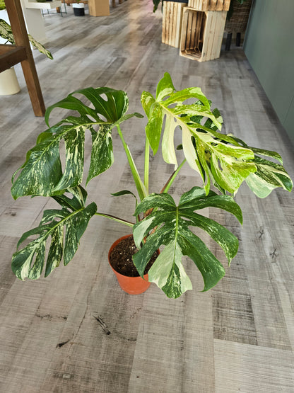 Monstera deliciosa variegata (1)