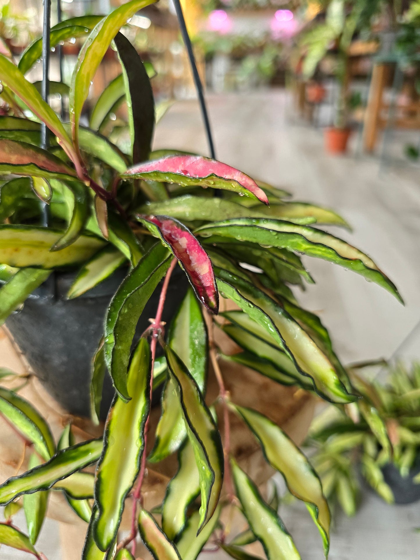 Hoya wayetii Tricolor